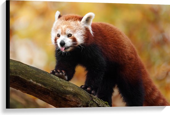 Canvas - Rode Panda met Uitstekende Tong lopend over Boomstam - 90x60 cm Foto op Canvas Schilderij (Wanddecoratie op Canvas)