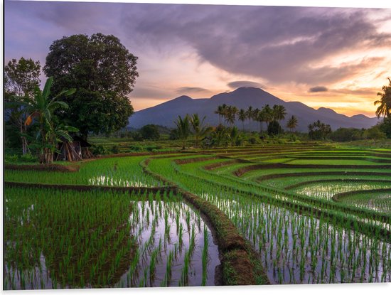 Dibond - Rijstvelden Vol met Water in Indonesië - 80x60 cm Foto op Aluminium (Wanddecoratie van metaal)