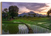 Hout - Rijstvelden Vol met Water in Indonesië - 105x70 cm - 9 mm dik - Foto op Hout (Met Ophangsysteem)