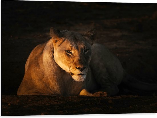 Dibond - Vrouwelijke Leeuw liggend in de Gloed van de Zon - 80x60 cm Foto op Aluminium (Wanddecoratie van metaal)