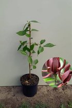 Jonge Meloenboom | Calycanthus floridus | 80-100cm hoogte
