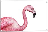 Tuinposter – Tekening van een Roze Flamingo - 90x60 cm Foto op Tuinposter (wanddecoratie voor buiten en binnen)
