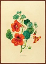 Oost Indische Kers Bloem Vintage Poster 30x40 cm