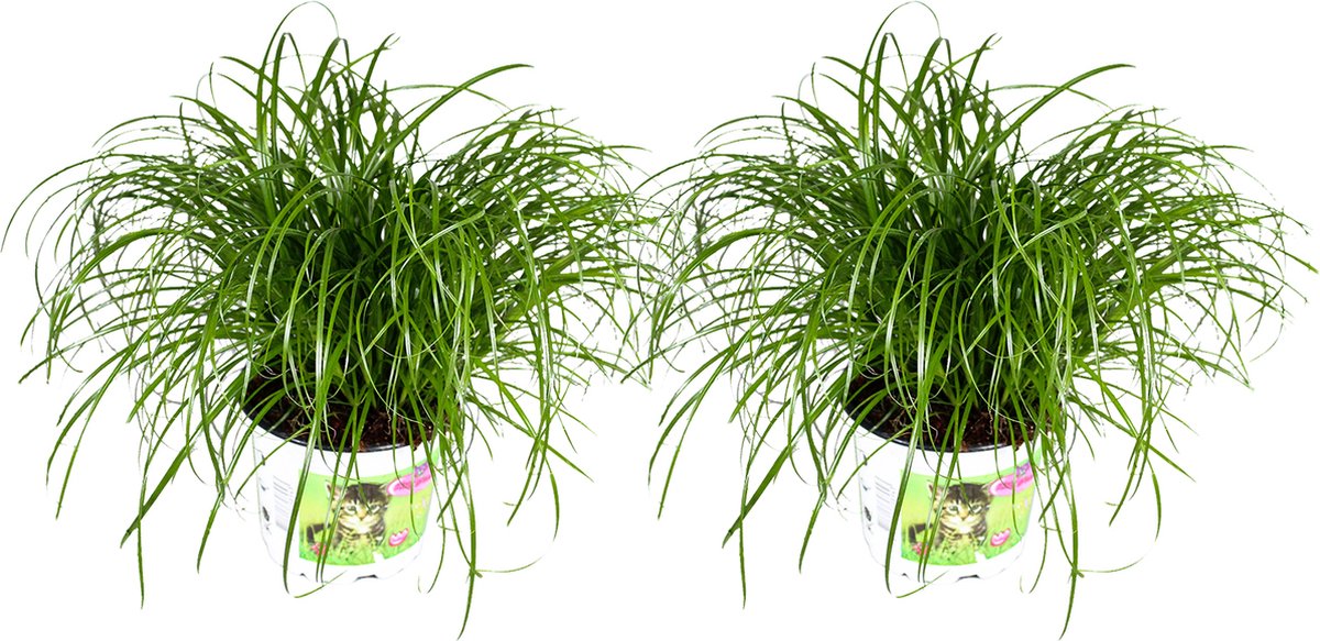 2x Plante d'intérieur Cyperus Zumula - Herbe à chat - 12cm de diamètre