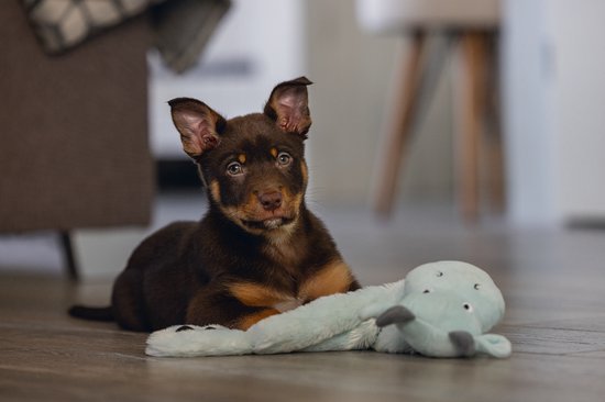 Un chiot brun aux grandes oreilles est allongé au sol à côté d'une peluche baleine vert menthe.