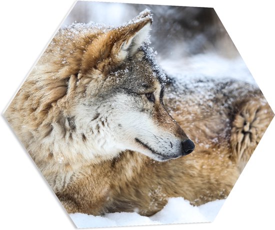 PVC Schuimplaat Hexagon - Omkijkende Bruine Wolf liggend in Besneeuwd Bos - 70x60.9 cm Foto op Hexagon (Met Ophangsysteem)