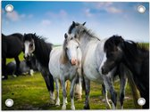 Tuinposter – Kudde Wilde Paarden in Verschillende Kleuren onder Blauwe Lucht - 40x30 cm Foto op Tuinposter (wanddecoratie voor buiten en binnen)