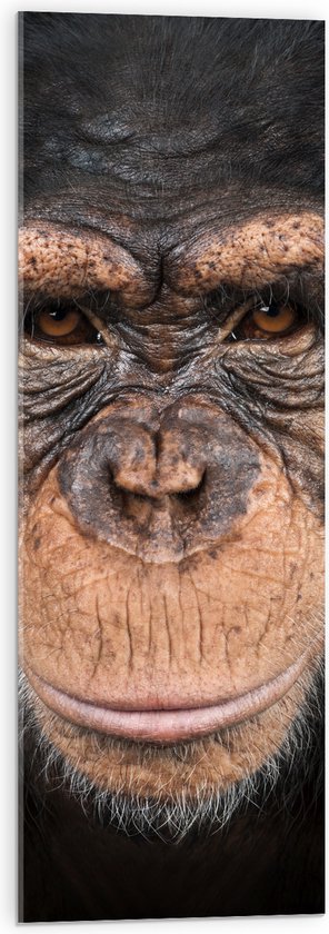 Acrylglas - Portretfoto van Kop van Booskijkende Chimpansee - 30x90 cm Foto op Acrylglas (Wanddecoratie op Acrylaat)