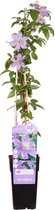 Hello Plants Clematis Justa Bosrank - Klimplant - Ø 15 cm - Hoogte: 65 cm