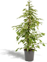 Hello Plants Ficus Benjamina Golden King Treurvijg - Ø 21 cm - Hoogte: 95 cm - Kamerplant Huisplant