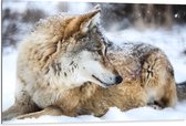 Dibond - Omkijkende Bruine Wolf liggend in Besneeuwd Bos - 105x70 cm Foto op Aluminium (Wanddecoratie van metaal)