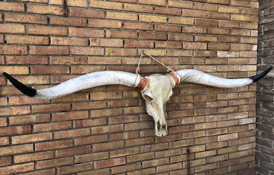 Vtw Living - Longhoorn - Skull - Longhorn - Dierenschedel - Buffelschedel - Kaki - 170 cm