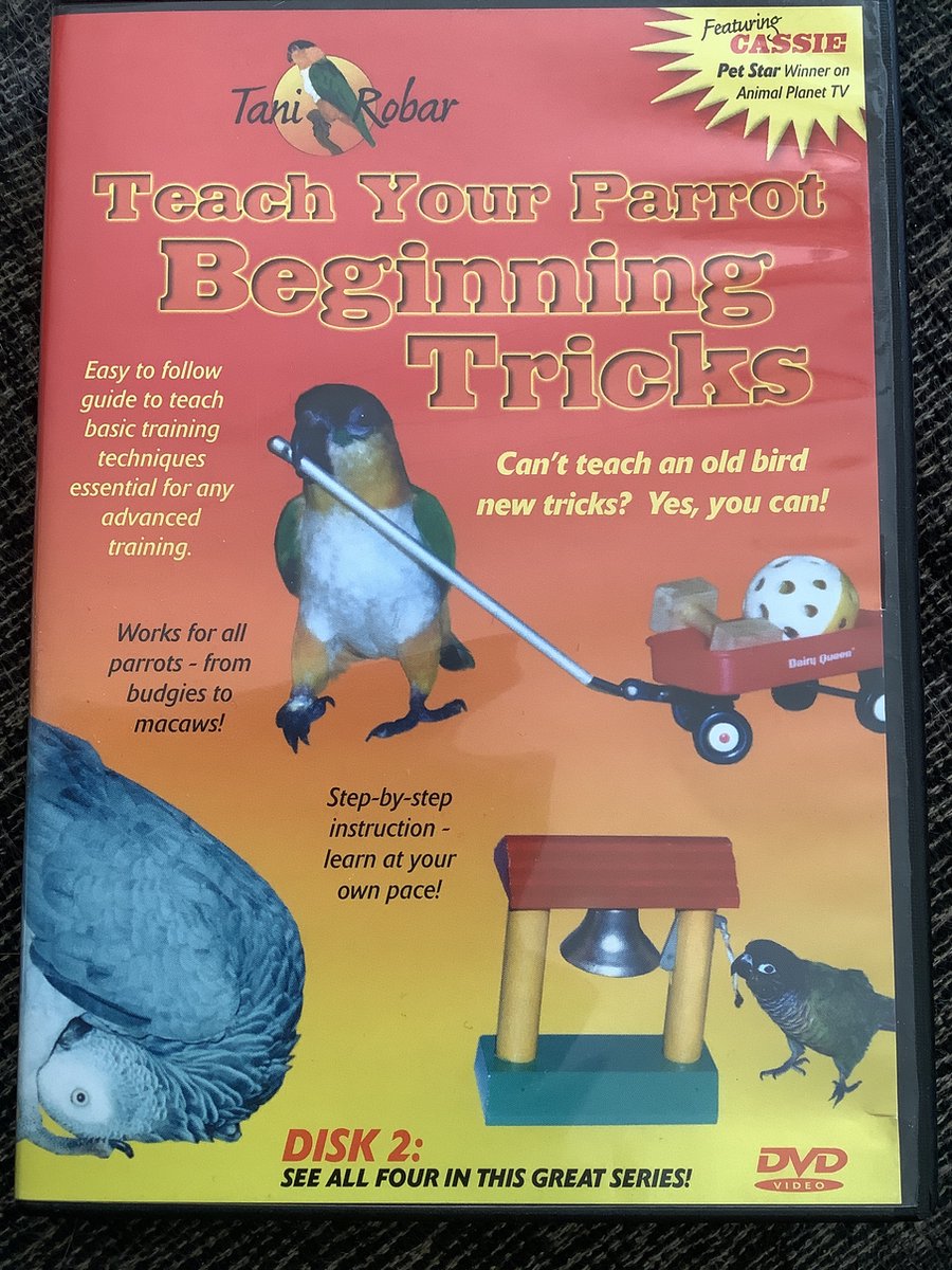 Teach your parrot beginning tricks