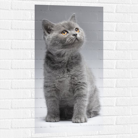 Muursticker - Omhoogkijkende Britse Korthaar Kat met Feloranje Ogen in Grijskleurige Omgeving - 50x100 cm Foto op Muursticker