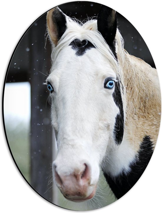 Dibond Ovaal - Kop van Wit Paard met Zwarte Vlekken en Felblauwe Ogen - 30x40 cm Foto op Ovaal (Met Ophangsysteem)
