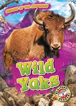 Animals of the Mountains - Wild Yaks