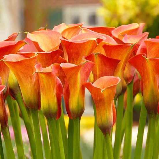 Cameo | 5 stuk | Knol | Snijbloem | Geschikt voor in Pot | winterhard | Oranje| Top...