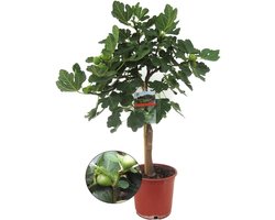 Plant in a Box - Ficus Carica - Fruitboom - Winterharde Vijgenboom - Pot 21cm - Hoogte 70-90cm