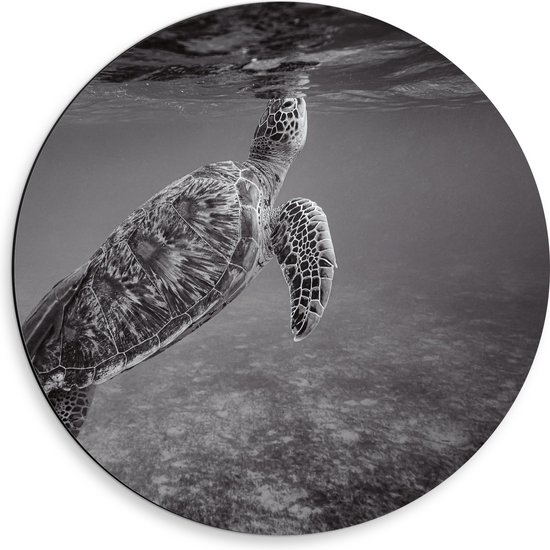 WallClassics - Dibond Muurcirkel - Zeeschildpad Zwemmend naar Wateroppervlak (Zwart- wit) - 50x50 cm Foto op Aluminium Muurcirkel (met ophangsysteem)