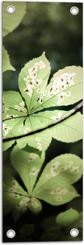 Tuinposter – Witte Vlekken op Bladeren van Groene Struik - 20x60 cm Foto op Tuinposter (wanddecoratie voor buiten en binnen)