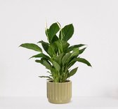 Spathiphyllum in sierpot Liam Groen – witte kamerplant – luchtzuiverende lepelplant - 60-75cm - Ø18 – geleverd met plantenpot – vers uit de kwekerij