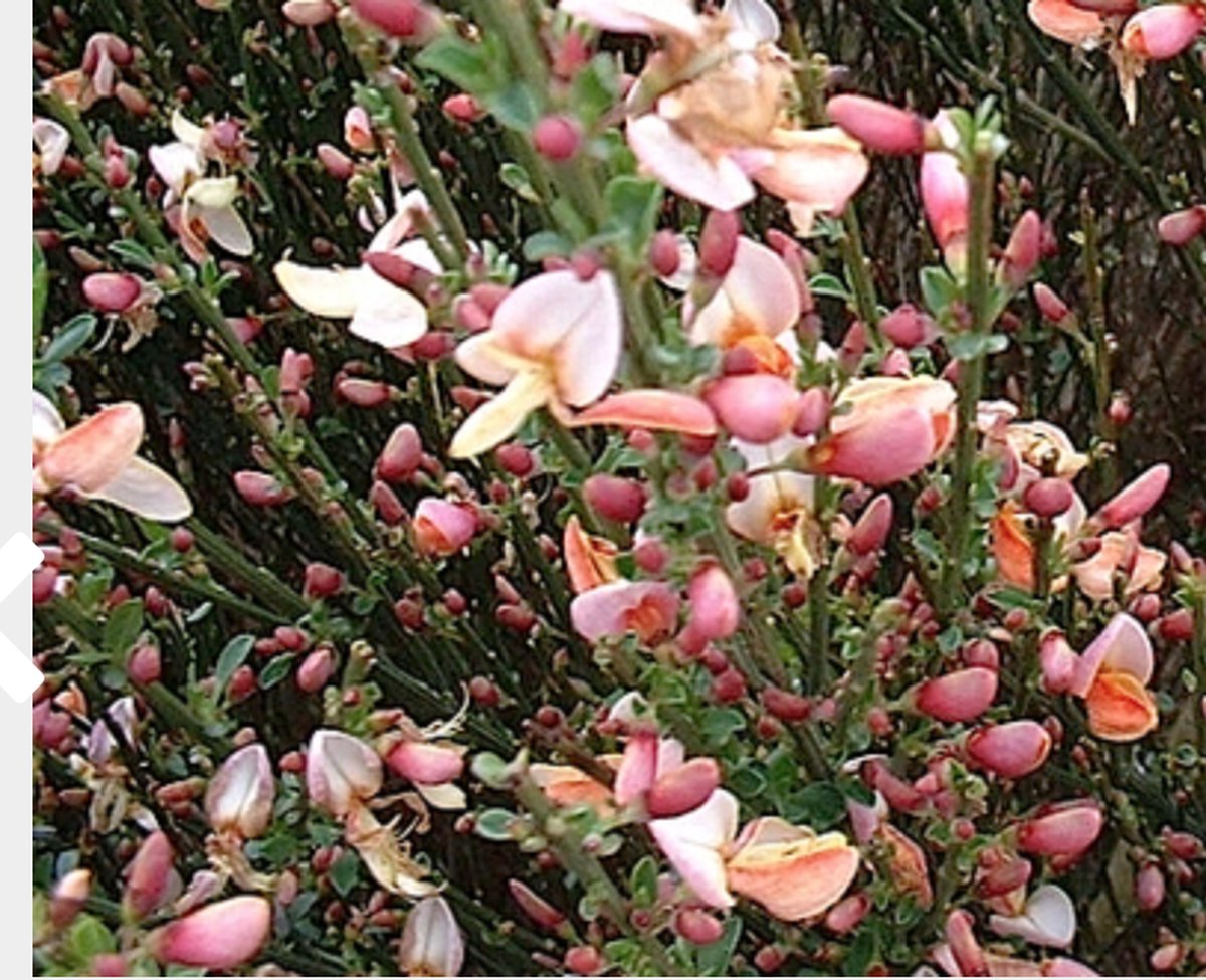 Cytisus 'Zeelandia' - Brem, Geitenklaver 40 - 60 cm in pot