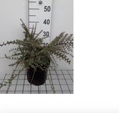 Cotoneaster atropurpureus 'Variegatus' - Dwergmispel 25 - 30 cm in pot