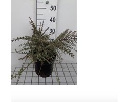 Cotoneaster atropurpureus 'Variegatus' - Dwergmispel 25 - 30 cm in pot