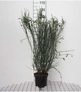Cytisus 'Goldfinch' - Bream, Geitenklaver 40 - 60 cm in pot