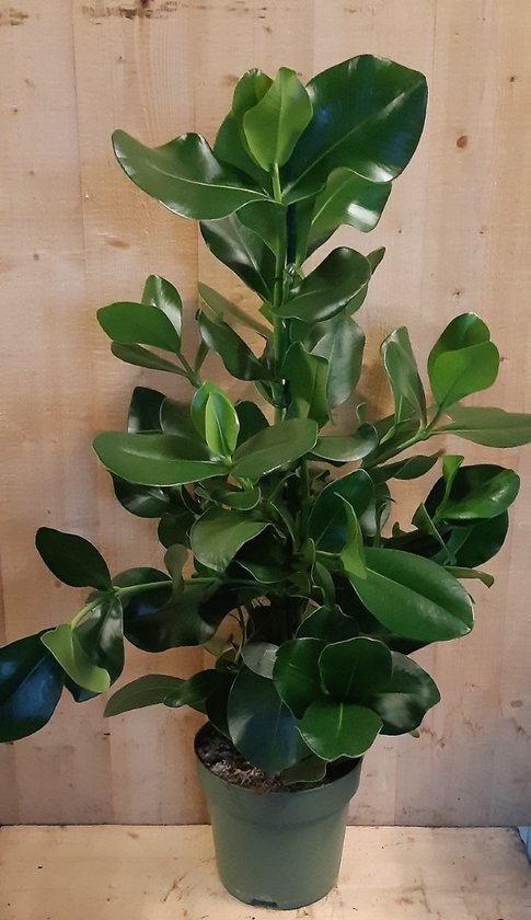 Clusia Rosea Copey 70 cm hoog kamerplant | bol