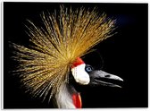 WallClassics - PVC Schuimplaat - Zijaanzicht van Kraanvogels op Zwarte Achtergrond - 40x30 cm Foto op PVC Schuimplaat (Met Ophangsysteem)