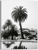 WallClassics - Dibond - Palmbomen in Amerikaanse Buurt (Zwart- wit) - 30x40 cm Foto op Aluminium (Met Ophangsysteem)