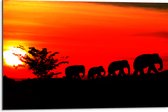 Dibond - Silhouet van Familie Olifanten Lopend over Afrikaans Landschap - 75x50 cm Foto op Aluminium (Wanddecoratie van metaal)