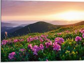 Dibond - Roze Bloemen op de Bergen van Landschap tijdens Zonsopkomst - 80x60 cm Foto op Aluminium (Wanddecoratie van metaal)
