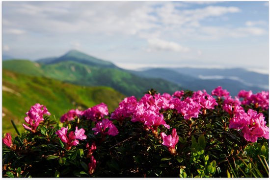 Poster Glanzend – Roze Bloemenstruik met Uitzicht over Berggebied - 60x40 cm Foto op Posterpapier met Glanzende Afwerking