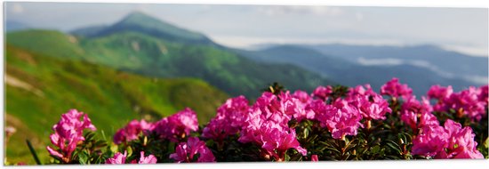 Acrylglas - Roze Bloemenstruik met Uitzicht over Berggebied - 120x40 cm Foto op Acrylglas (Met Ophangsysteem)