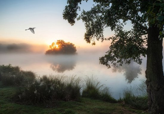 Photo d'un lever de soleil sur un lac brumeux, avec un oiseau dans le ciel et les silhouettes d'arbres et de végétation.