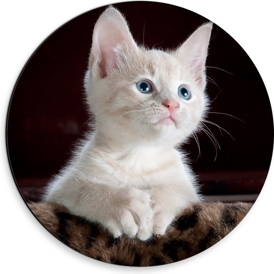 WallClassics - Dibond Muurcirkel - Witte Poserende Kitten op Dierenprint Kleedje - 30x30 cm Foto op Aluminium Muurcirkel (met ophangsysteem)
