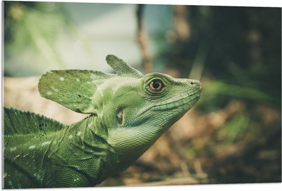 Acrylglas - Basilisk Hagedis tussen de Planten in Jungle - 105x70 cm Foto op Acrylglas (Met Ophangsysteem)