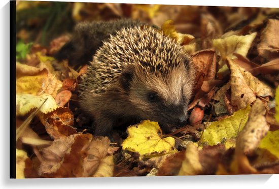 Foto: Canvas kleine egel tussen hoge stapel herfstbladeren 90x60 cm foto op canvas schilderij wanddecoratie op canvas 