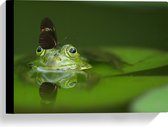 Canvas - Donkerkleurige Vlinder Bovenop Groene Kikker in het Water - 40x30 cm Foto op Canvas Schilderij (Wanddecoratie op Canvas)