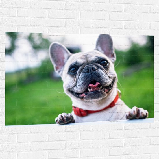 Muursticker - Blije Nieuwsgierige Franse Bulldog op Hek met Rode Halsband - 120x80 cm Foto op Muursticker