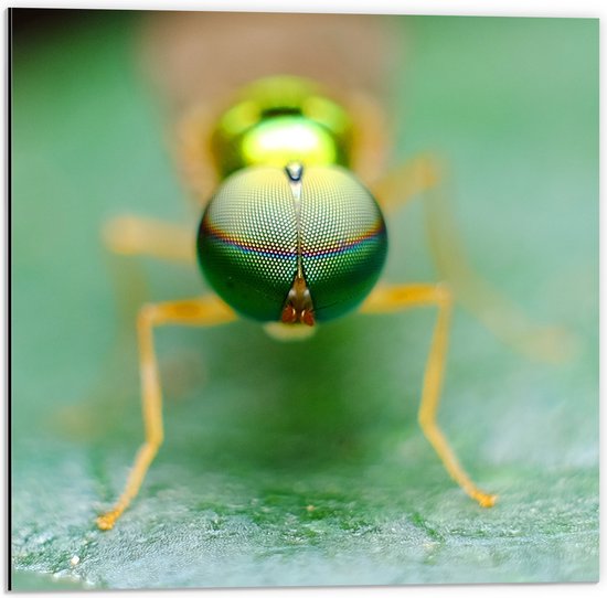 Dibond - Close-up van Ogen van Groen Insect op Groen Blad - 50x50 cm Foto op Aluminium (Met Ophangsysteem)