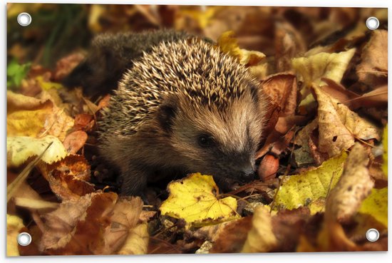 Foto: Tuinposter kleine egel tussen hoge stapel herfstbladeren 60x40 cm foto op tuinposter wanddecoratie voor buiten en binnen 