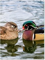 Tuinposter - Tuindoek - Tuinposters buiten - Eend - Vogels - Water - Veren - Dieren - 90x120 cm - Tuin