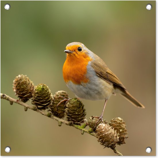 Tuinposters Vogel - Roodborstje - Dennenappel - Tak - Herfst - 50x50 cm - Tuindoek - Buitenposter