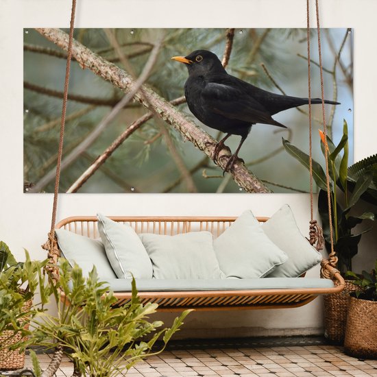 Affiche de clôture Vogel - Merle - Branches - Animaux - 200x100 cm - Toile de jardin