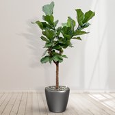 Ficus Lyrata Boom inclusief zelfwaterende pot Joy Antraciet L - 200cm