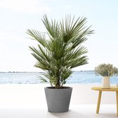 Chamaerops humilis - 150cm