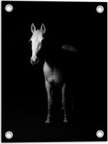 WallClassics - Tuinposter – Wit Paard in Schaduw - 30x40 cm Foto op Tuinposter (wanddecoratie voor buiten en binnen)